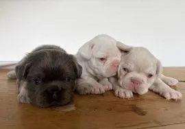 BULDOG FRANCUSKI, szczeniak na sprzedaż, kontakt przez Whatsapp +48736614543