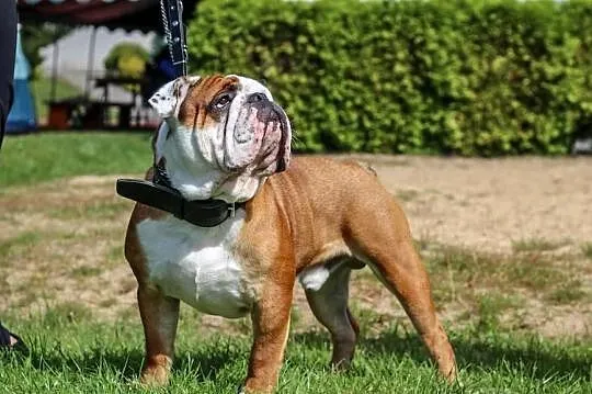 Buldog Angielski REPRODUKTOR krycie championem