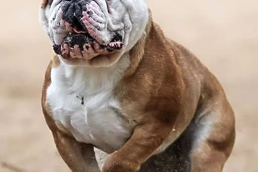 Buldog Angielski REPRODUKTOR krycie championem, Kujawsko-pomorskie, Bydgoszcz