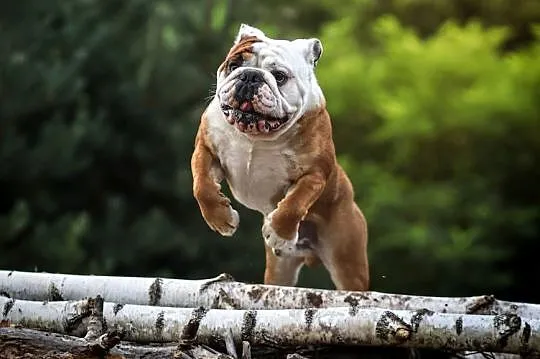 Buldog Angielski REPRODUKTOR krycie championem, Kujawsko-pomorskie, Bydgoszcz