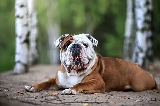 Buldog Angielski REPRODUKTOR krycie championem, Kujawsko-pomorskie, Bydgoszcz