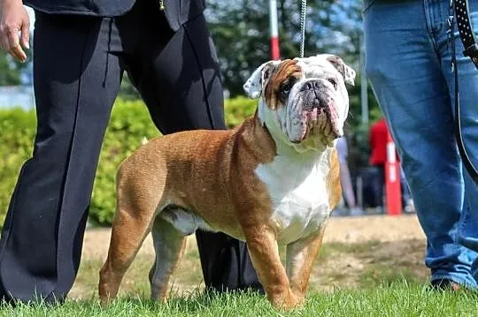 Buldog Angielski REPRODUKTOR krycie championem, Kujawsko-pomorskie, Bydgoszcz