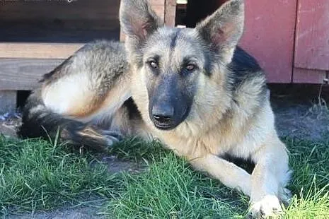 Aisha - młodziutka sunia po przejściach w typie Owczarka ,  łódzkie Łódź