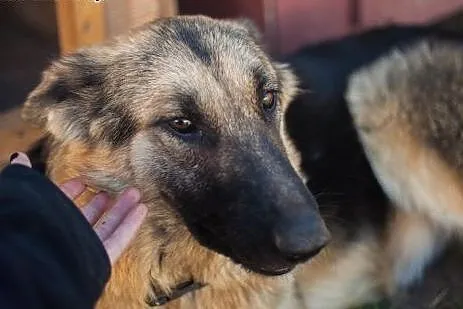 Aisha - młodziutka sunia po przejściach w typie Ow