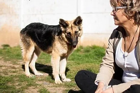 Aisha - młodziutka sunia po przejściach w typie Ow