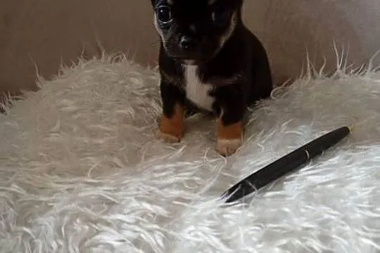 Chihuahua piesek