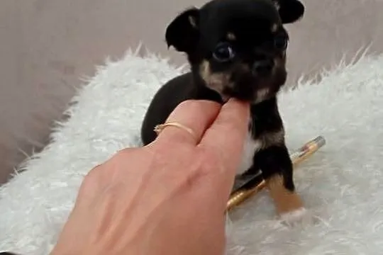 Chihuahua piesek, Wielkopolskie, Konin