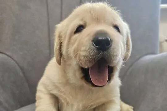 Labrador retriever Zkwp FCI, Śląskie, Lgota Mała