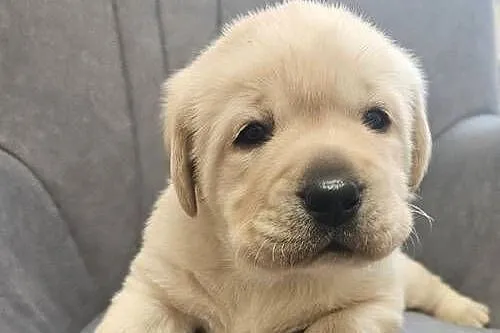 Labrador retriever Zkwp FCI, Śląskie, Lgota Mała