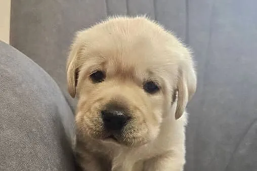 Labrador retriever Zkwp FCI, Śląskie, Lgota Mała