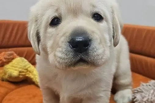 Labrador retriever Zkwp FCI, Śląskie, Lgota Mała