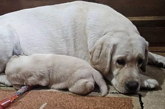 Labrador retriever Zkwp FCI, Śląskie, Lgota Mała
