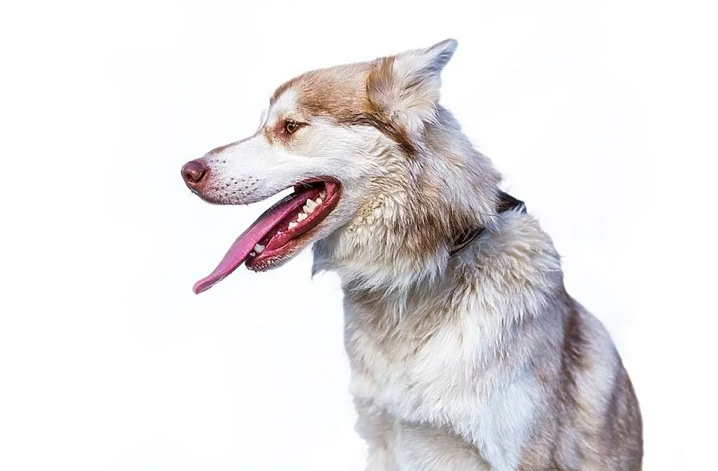 Cooke,młody, piękny, biało- rudo- brązowy husky ADOPCJA, Wielkopolskie, Poznań