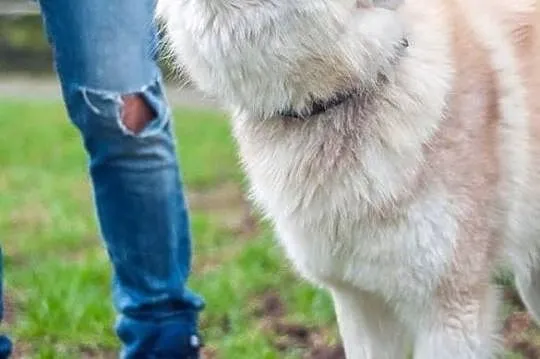 Cooke,młody, piękny, biało- rudo- brązowy husky ADOPCJA, Wielkopolskie, Poznań