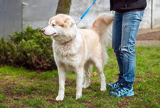Cooke,młody, piękny, biało- rudo- brązowy husky ADOPCJA, Wielkopolskie, Poznań