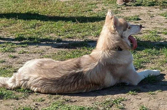 Cooke,młody, piękny, biało- rudo- brązowy husky ADOPCJA, Wielkopolskie, Poznań
