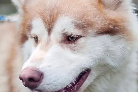 Cooke,młody, piękny, biało- rudo- brązowy husky ADOPCJA, Wielkopolskie, Poznań