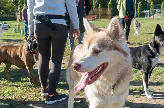 Cooke,młody, piękny, biało- rudo- brązowy husky ADOPCJA, Wielkopolskie, Poznań