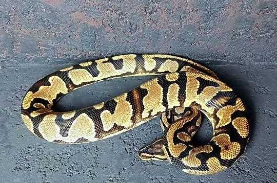 Pyton Królewski, samiec, Orange Dream Yellow Belly het Pied