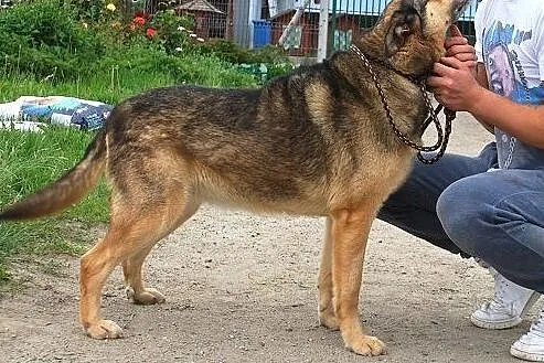 Łagodna, spokojna, posłuszna Pola szuka domu,  ślą