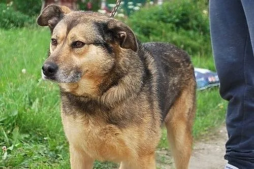 Łagodna, spokojna, posłuszna Pola szuka domu,  ślą