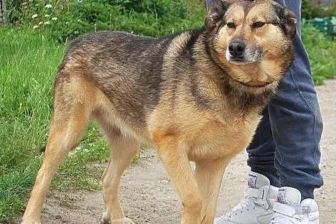 Łagodna, spokojna, posłuszna Pola szuka domu,  ślą