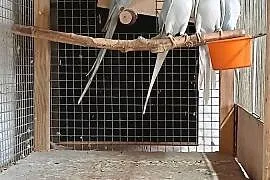 Sprzedam młode papugi aleksandretty
