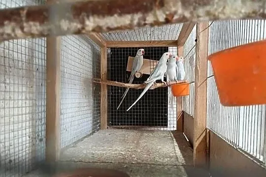Sprzedam młode papugi aleksandretty, Kujawsko-pomorskie, Chełmża