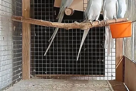 Sprzedam młode papugi aleksandretty, Kujawsko-pomorskie, Chełmża