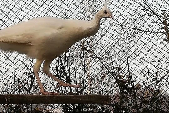 Paw biały samica 2020 r., , Rząśnik