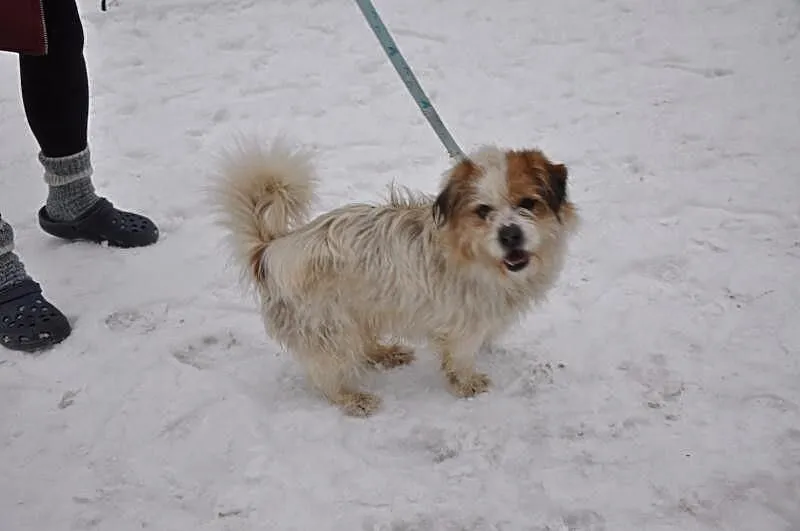 Gałganek, młody, towarzyski mix SHIHTZU