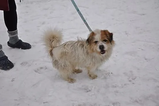 Gałganek, młody, towarzyski mix SHIHTZU