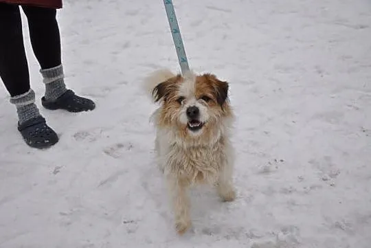 Gałganek, młody, towarzyski mix SHIHTZU