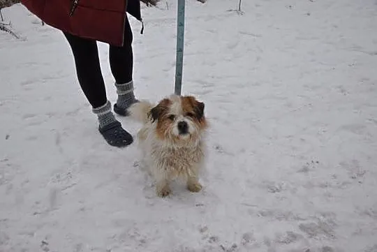 Gałganek, młody, towarzyski mix SHIHTZU