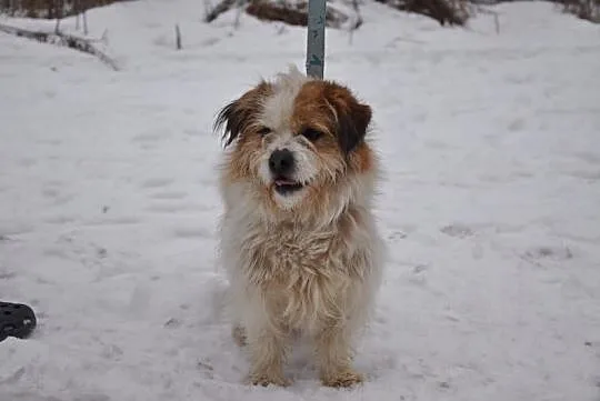 Gałganek, młody, towarzyski mix SHIHTZU