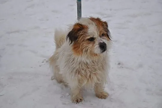 Gałganek, młody, towarzyski mix SHIHTZU