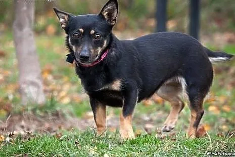 Malutka, spokojna Saszka, 2 letnia delikatna suczka ADOPCJA,  Kundelki cała Polska