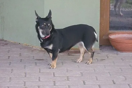 Malutka, spokojna Saszka, 2 letnia delikatna suczk