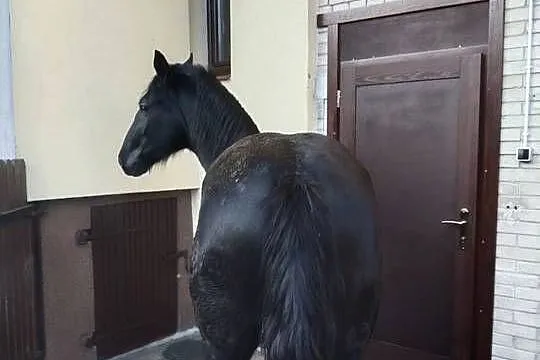 Sprzedam ogiera śląskiego, Świętokrzyskie, Starachowice