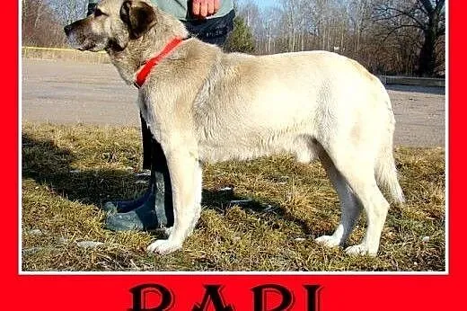 38kg,przyjazny,spokojny,płowy,szczepiony pies BARI.Adopcja,  małopolskie Kraków