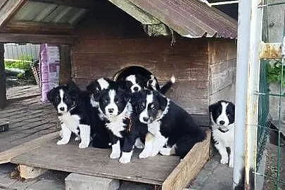 Border Collie szczeniaki, Podkarpackie, Nagawczyna