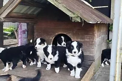 Border Collie szczeniaki, Podkarpackie, Nagawczyna