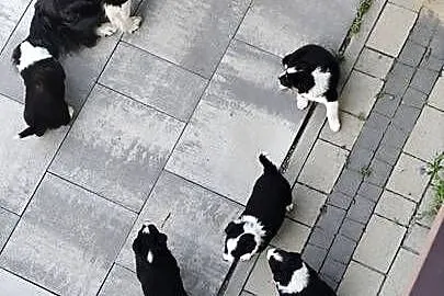 Border Collie szczeniaki, Podkarpackie, Nagawczyna