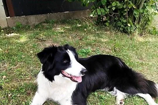 Border Collie szczeniaki, Podkarpackie, Nagawczyna