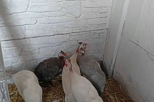 Sprzedam perliczki