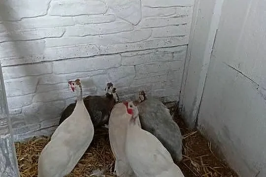 Sprzedam perliczki, Wielkopolskie, Dziewiątka