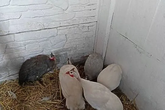 Sprzedam perliczki, Wielkopolskie, Dziewiątka