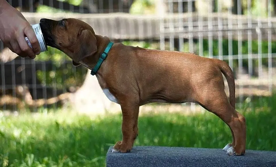 Rhodesian Ridgeback, szczenię wystawowe suczka ZKwP KIBANDA, Łódzkie, Dłutów