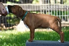 Rhodesian Ridgeback, szczenię wystawowe suczka ZKwP KIBANDA