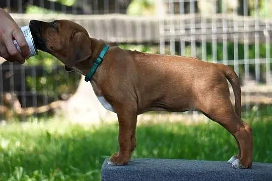 Rhodesian Ridgeback, szczenię wystawowe suczka ZKwP KIBANDA, Łódzkie, Dłutów